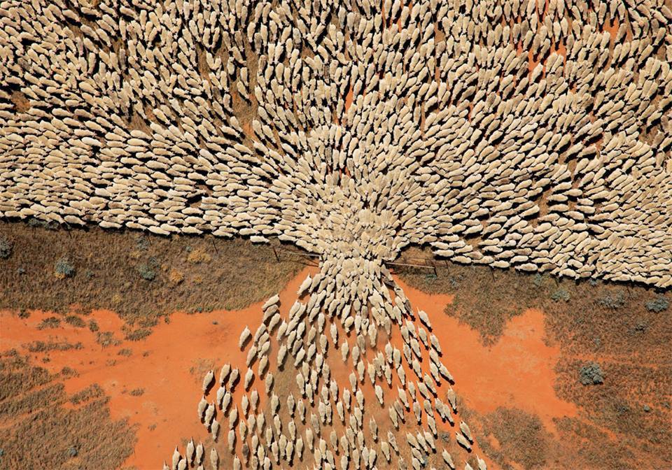 Obrázek ovce nemaj plot ale to jim nevadi pac maj branku