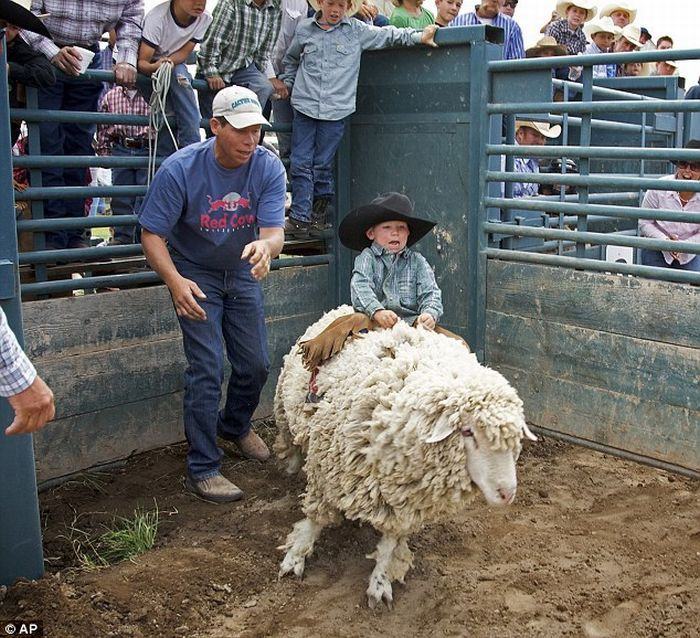 Obrázek ovci rodeo