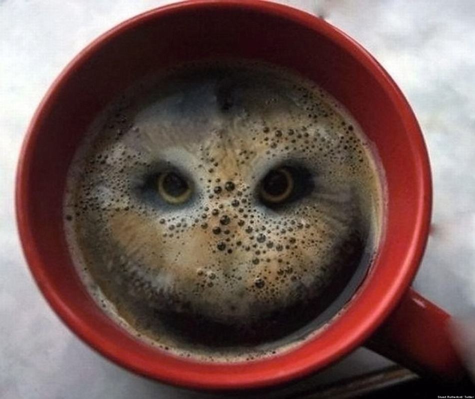 Obrázek owlcoffee 