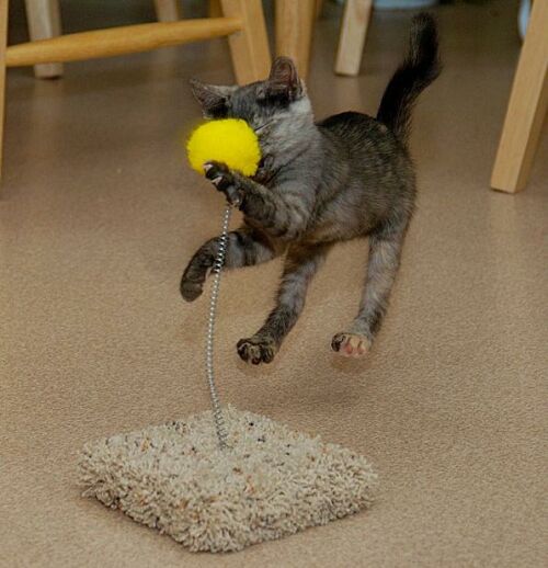 Obrázek owned cat