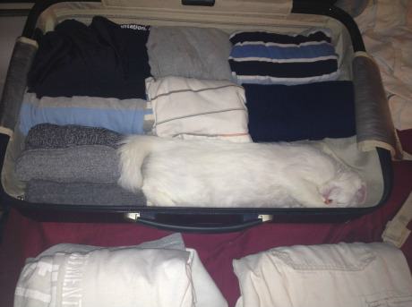 Obrázek packing for vacation