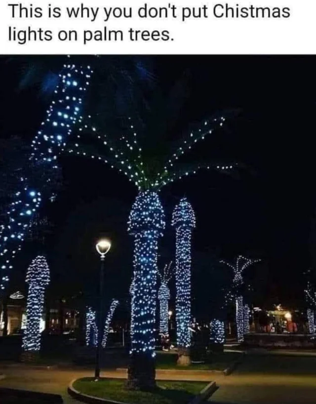 Obrázek palmy v noci