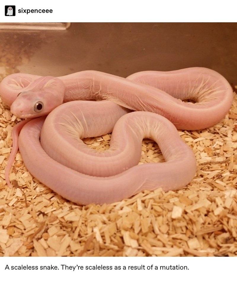 Obrázek pan&nbsp;peniz&nbsp;IRL