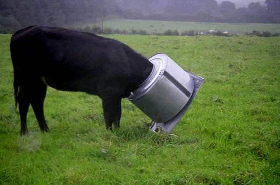 Obrázek pancerova krava