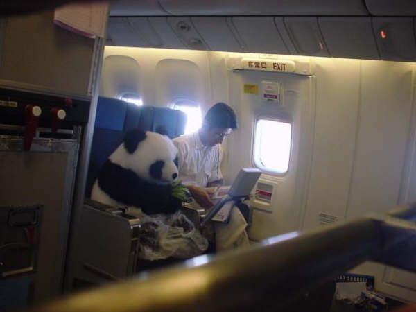 Obrázek panda cestuje