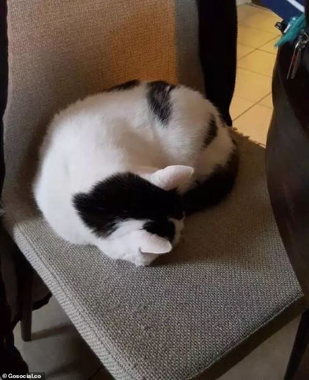 Obrázek panda on a chair
