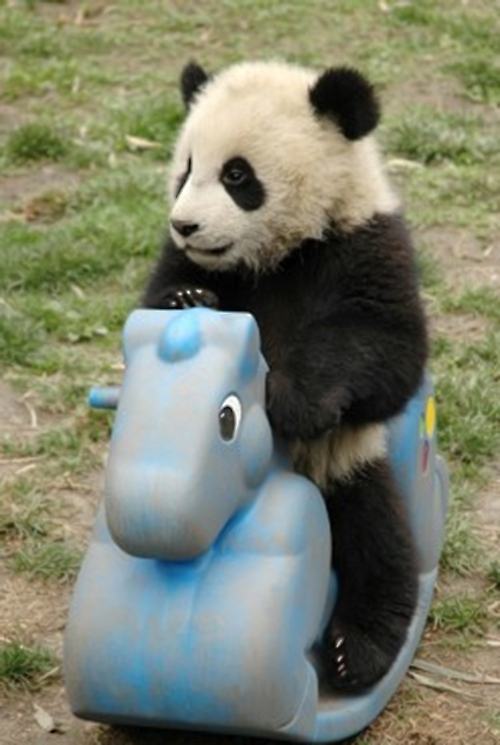 Obrázek panda on horse