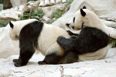 Obrázek pandalove