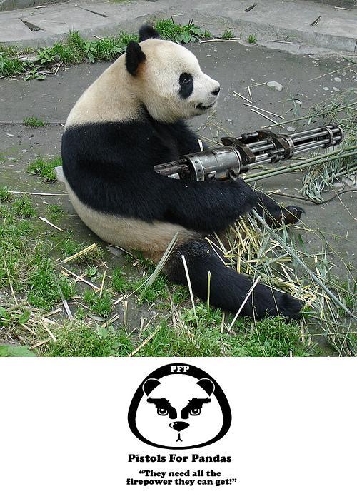 Obrázek pandas-need-guns