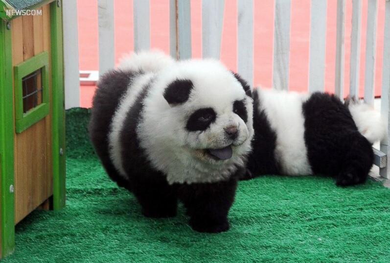 Obrázek pandog