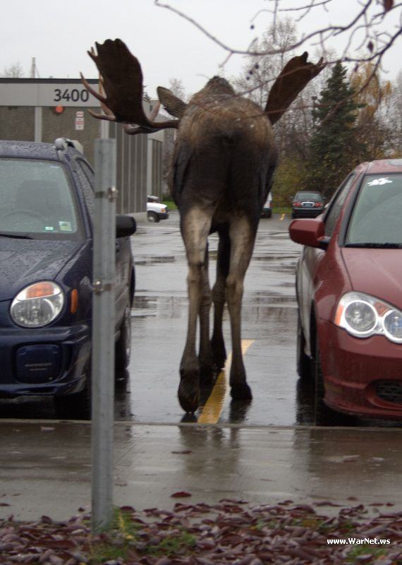 Obrázek parkujici blbec