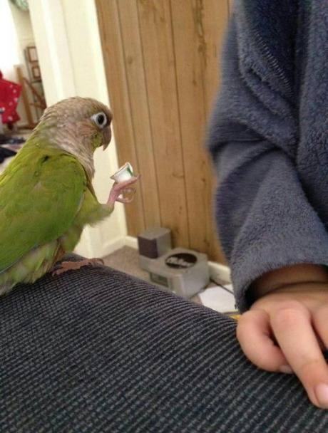 Obrázek parrot like a sir