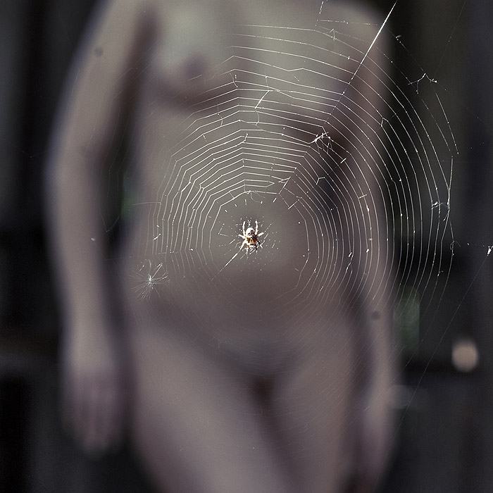 Obrázek pavoucek na pozadi