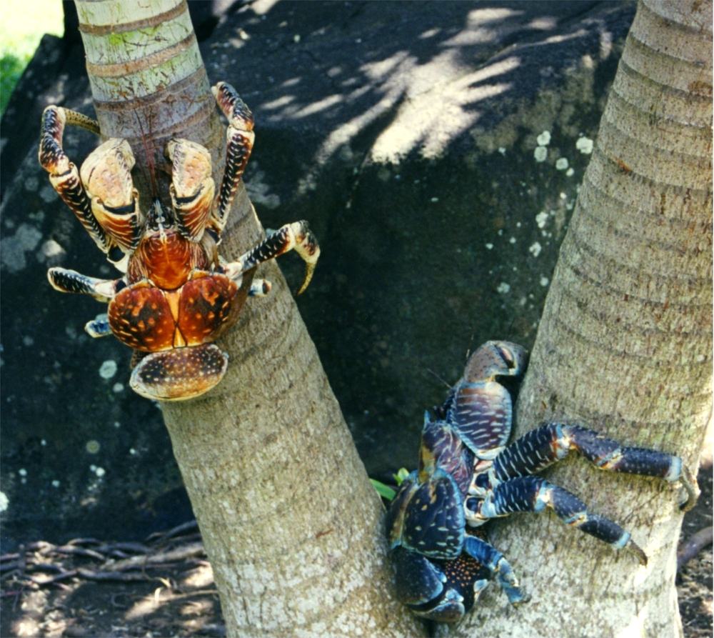 Obrázek pavouci z Bora Bora