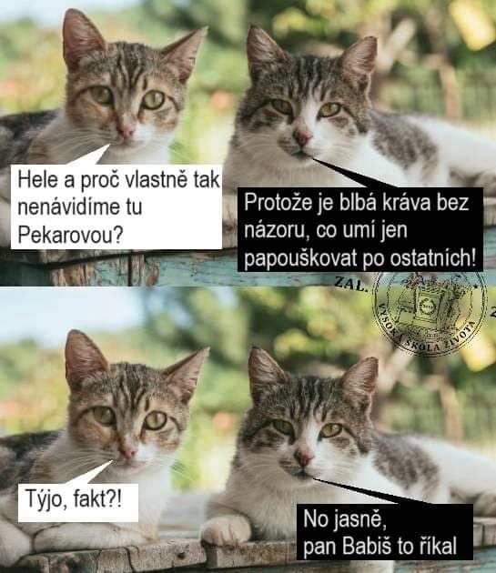 Obrázek pekarova je krava hehe