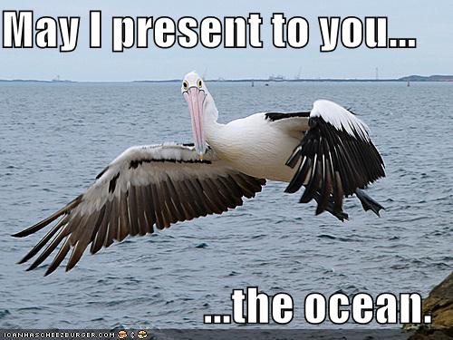 Obrázek pelican-shows-you-the-ocean
