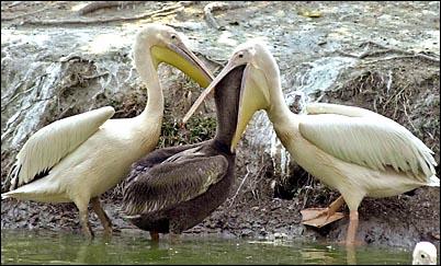Obrázek pelican