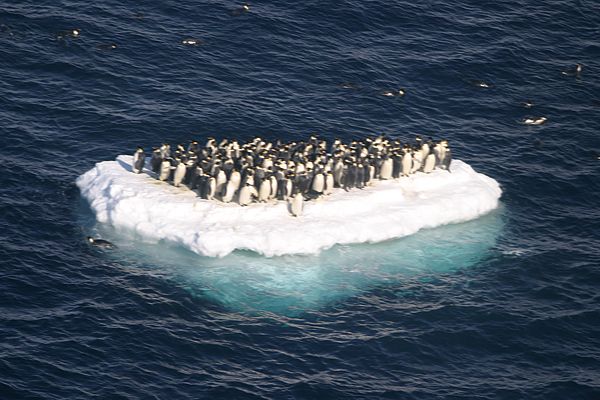 Obrázek penguin island