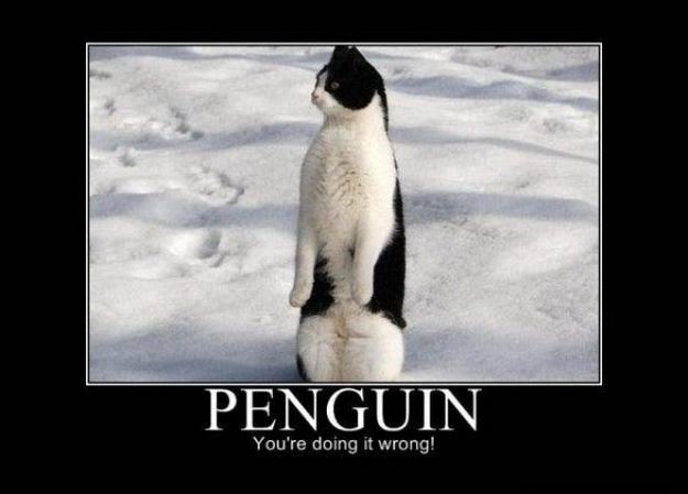 Obrázek penguin wrong
