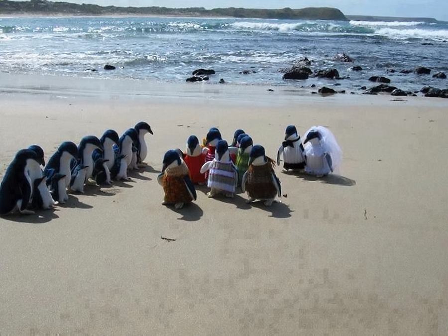 Obrázek penguins wedding