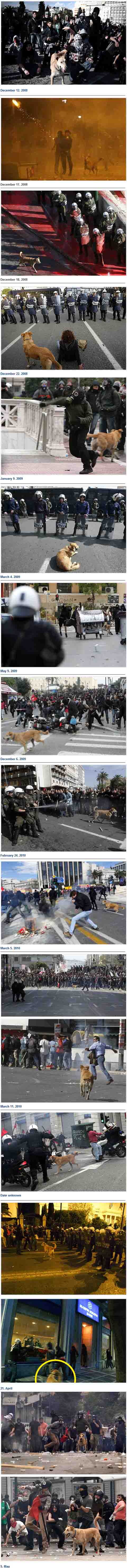Obrázek pes ktory miluje demostracie