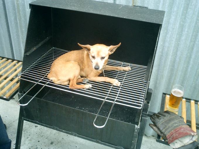 Obrázek pes na grilu