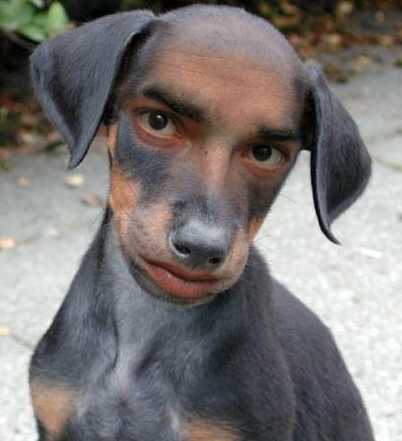 Obrázek pes s lidskou tvari