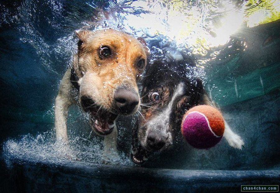 Obrázek pes voda lopta