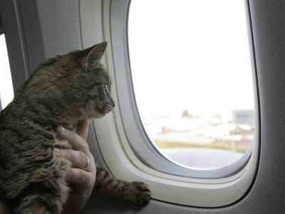 Obrázek pets-on-a-plane-1