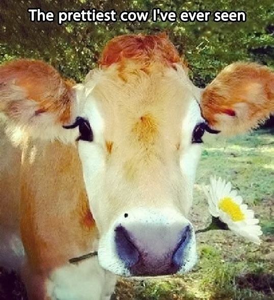 Obrázek photogenic-cow