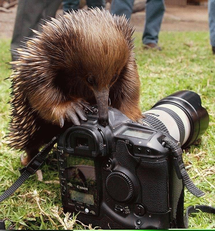 Obrázek pichlavej fotograf