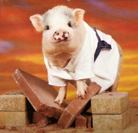 Obrázek pig ninja