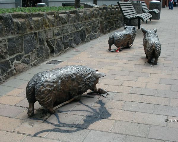 Obrázek pig shadow