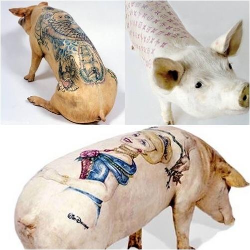 Obrázek pig tattoo