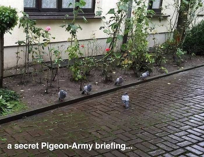 Obrázek pigeon-army