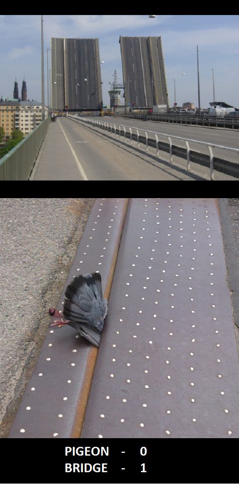 Obrázek pigeon vs bridge