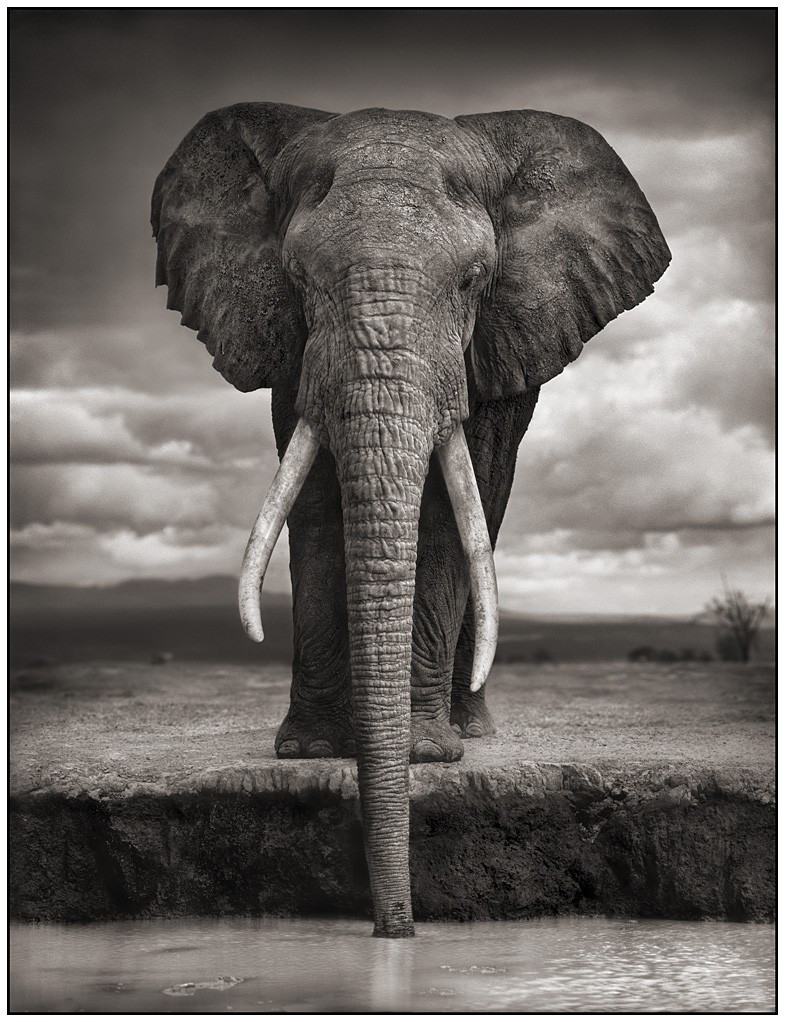 Obrázek pijici slon