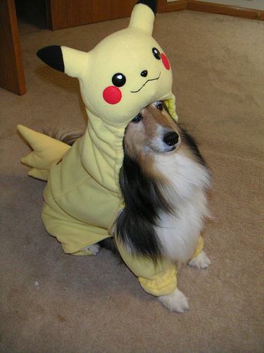 Obrázek pikachu dog