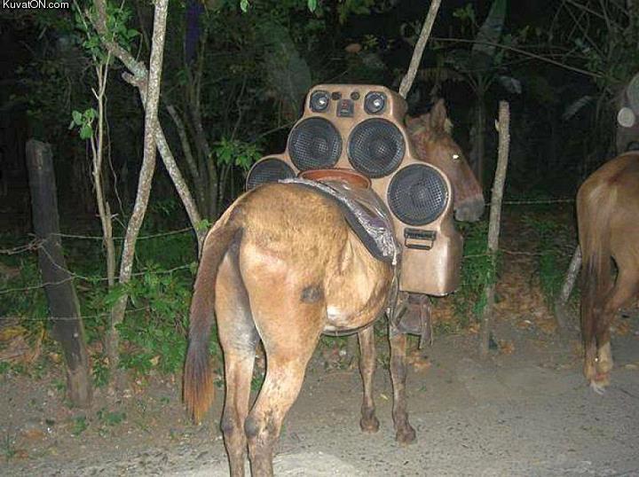 Obrázek pimp my horse
