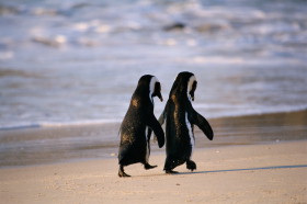 Obrázek pinguins