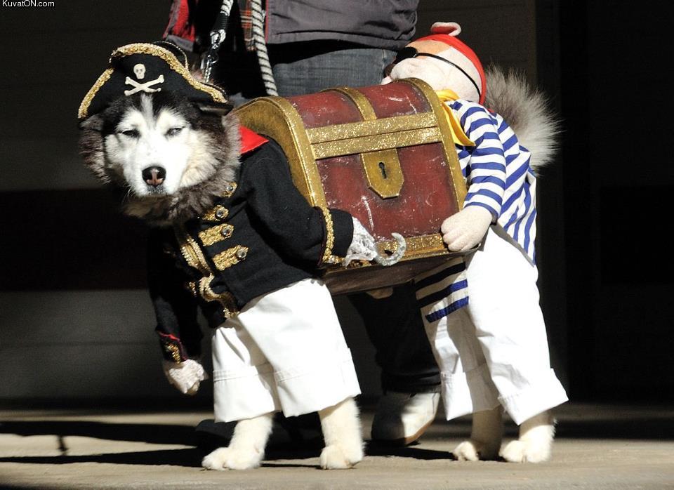 Obrázek pirate dog