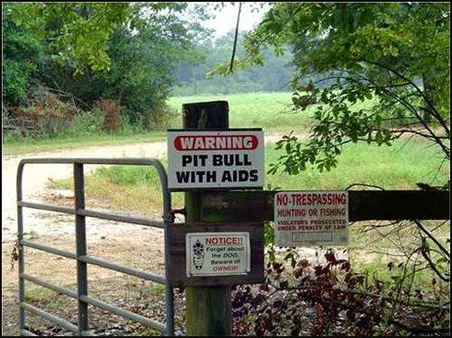 Obrázek pit-bull