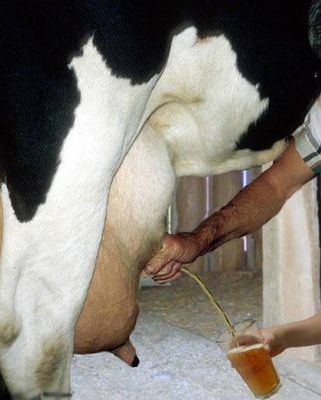 Obrázek pivni krava
