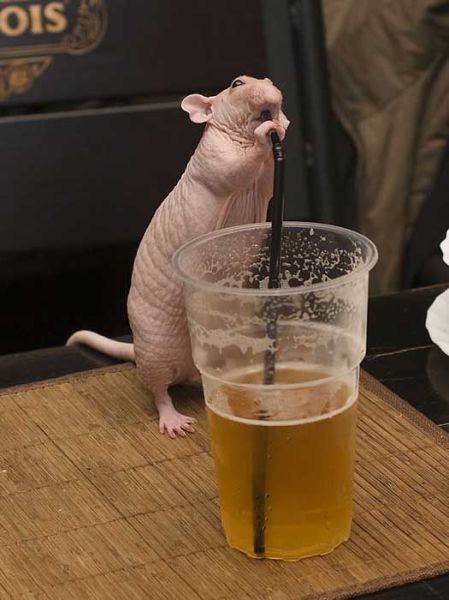 Obrázek pivni krysa
