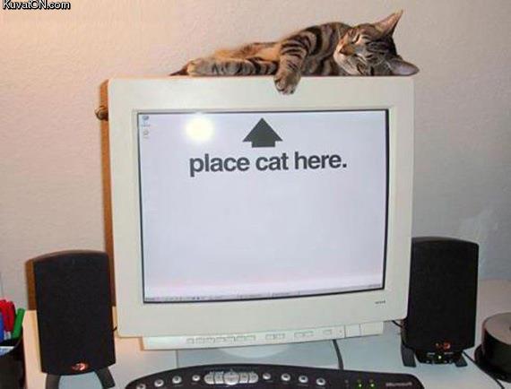 Obrázek place cat here