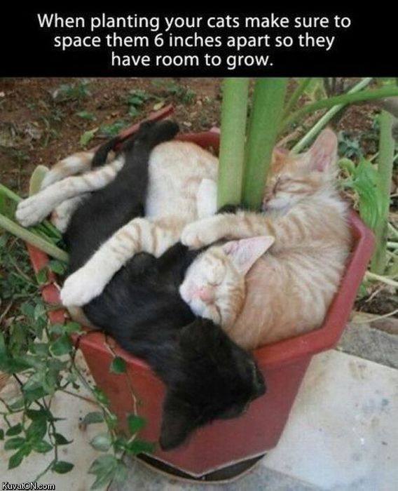 Obrázek planting cats