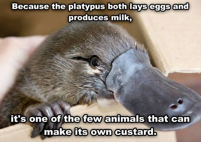 Obrázek platypus both