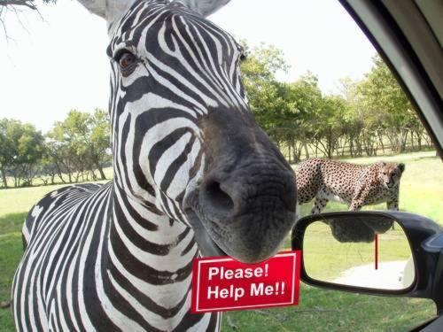 Obrázek pleas help me