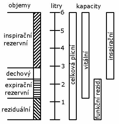 Obrázek plicni objemy