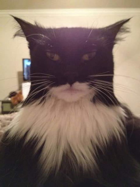 Obrázek plod lasky batmana a catwoman